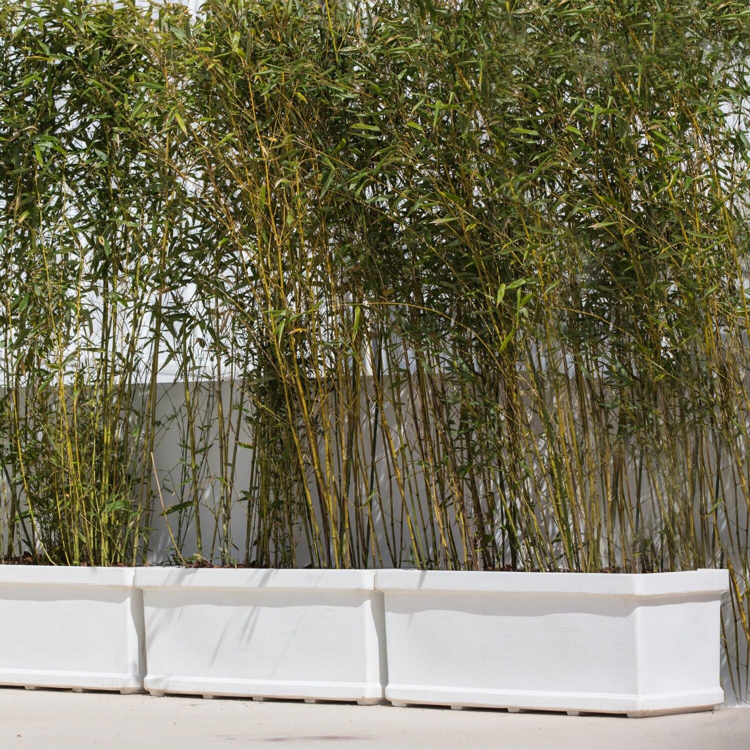 Neoclassic Cassetta Liscia Planter by Serralunga Planters
